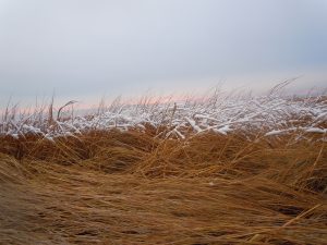 GPR_Winter Grass_01